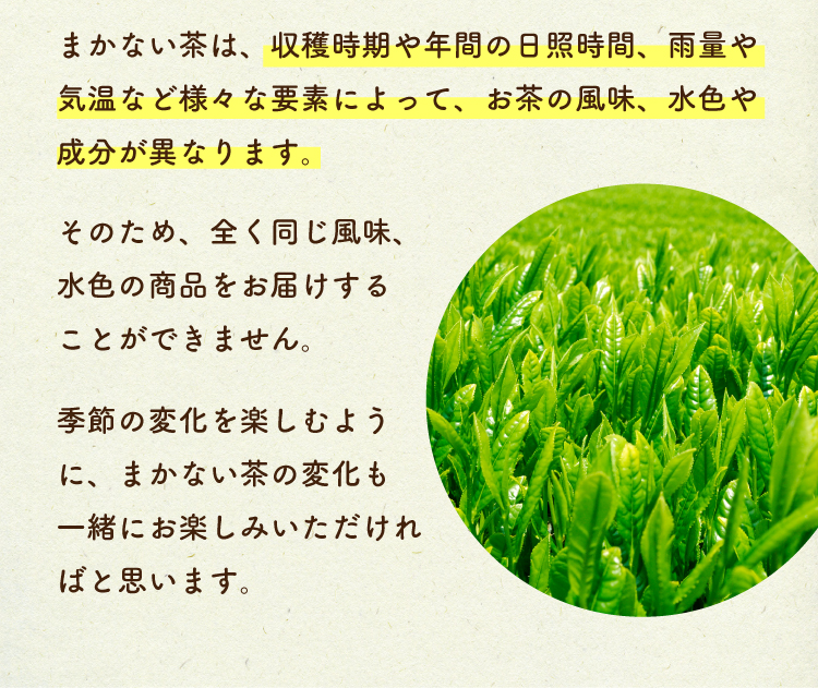 まかない茶は収穫時期や年間の日照時間、雨量や気温など様々な要素によって、お茶の風味、水色や成分が異なります