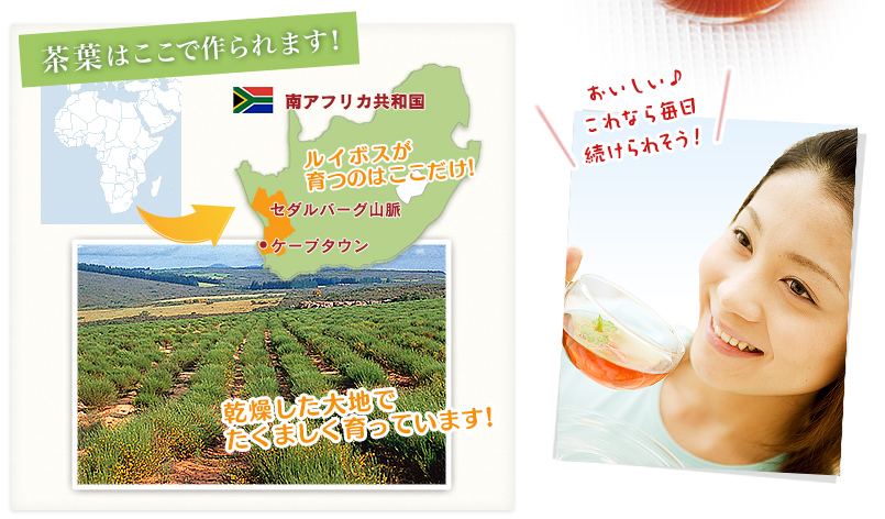 茶葉はここで作られます!