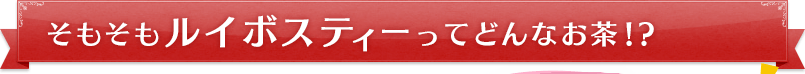 そもそもルイボスティーってどんなお茶!?