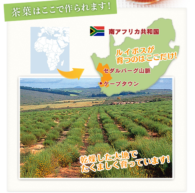茶葉はここで作られます!