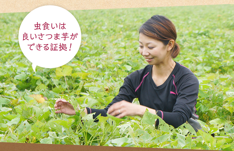 虫食いは良いさつまいもができる証拠!
