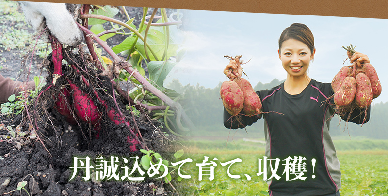 丹精込めて育て、収穫!