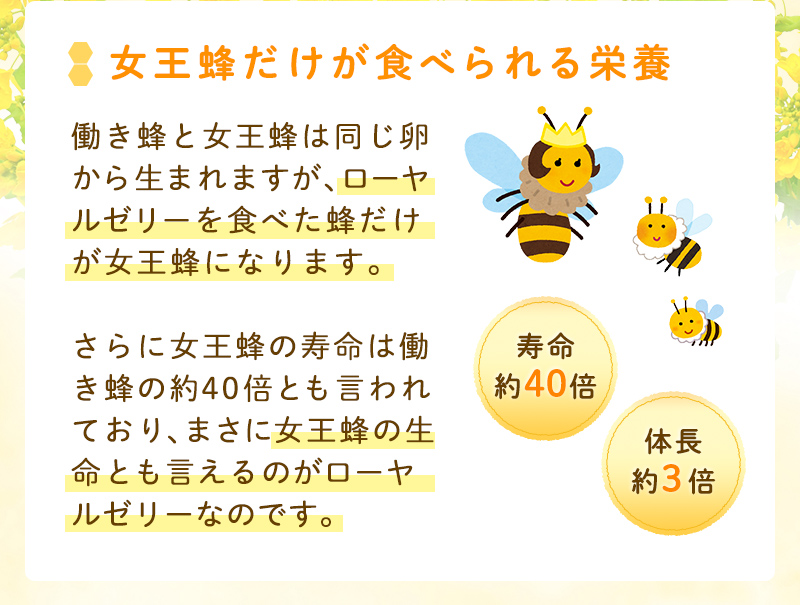 女王蜂だけが食べられる栄養 女王蜂の生命とも言えるのがローヤルゼリー
