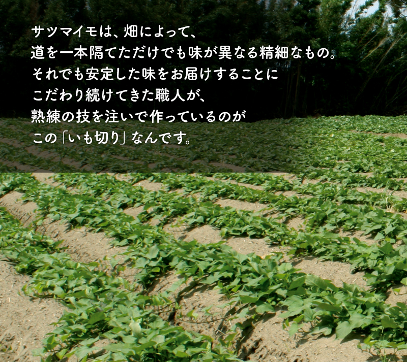 サツマイモは、畑によって、道を一本隔てただけでも味が異なる精細なもの。それでも安定した味をお届けすることにこだわり続けてきた職人が、熟練の技を注いで作っているのがこの「いも切り」なんです。