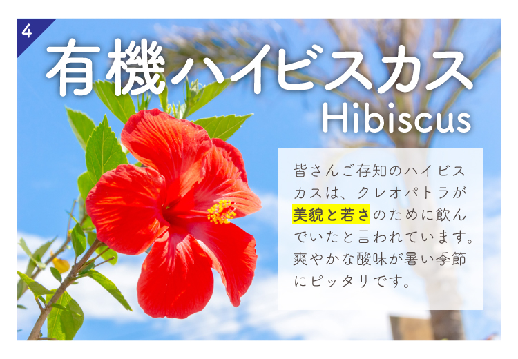 有機ハイビスカス