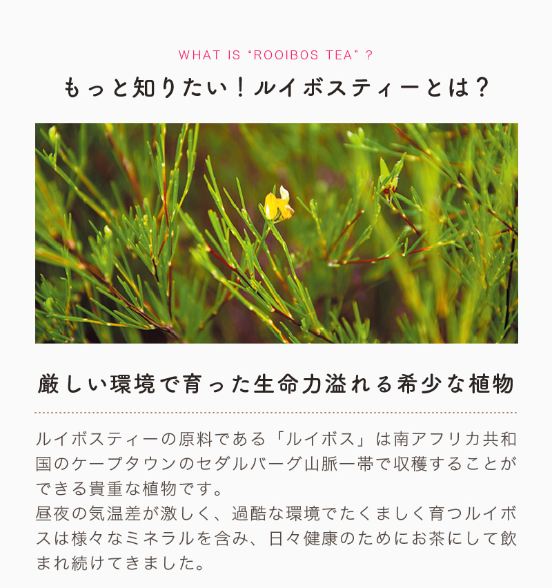 もっと知りたい!ルイボスティーとは?